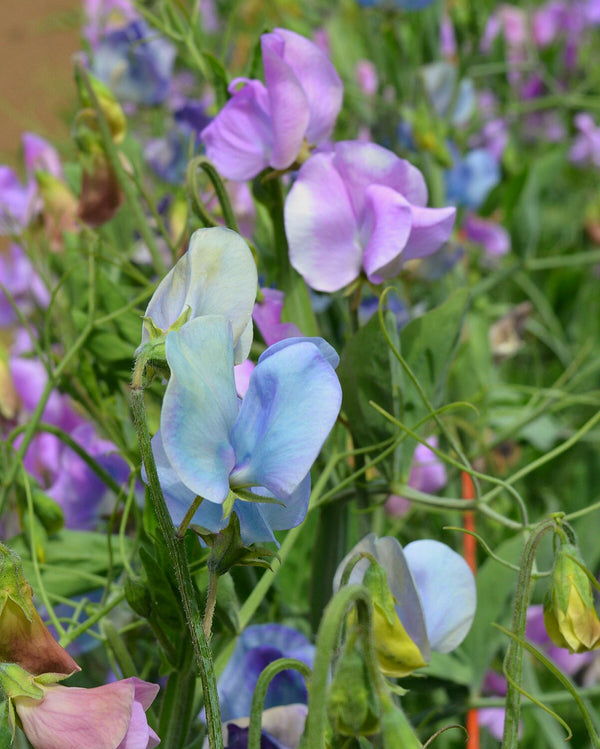 Sweet Pea, 'Turquoise Lagoon'