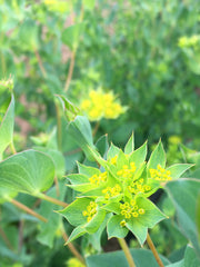 Load image into Gallery viewer, Bupleurum, &#39;Green Gold&#39;
