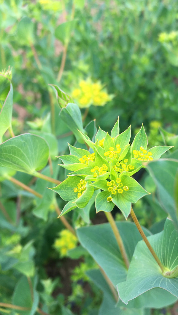 Bupleurum, 'Green Gold'