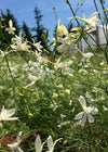 Larkspur, 'White Cloud'