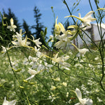 Load image into Gallery viewer, Larkspur, &#39;White Cloud&#39;
