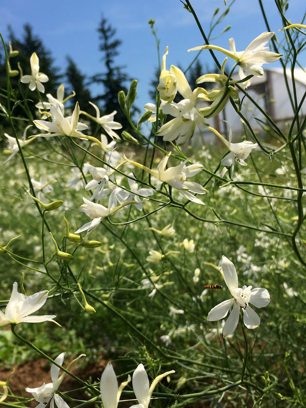 Larkspur, 'White Cloud'