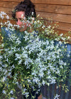 Larkspur, 'White Cloud'
