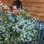 Load image into Gallery viewer, Larkspur, &#39;White Cloud&#39;
