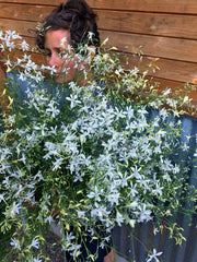 Load image into Gallery viewer, Larkspur, &#39;White Cloud&#39;
