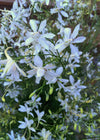 Larkspur, 'White Cloud'