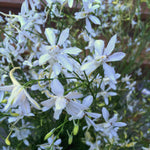 Load image into Gallery viewer, Larkspur, &#39;White Cloud&#39;
