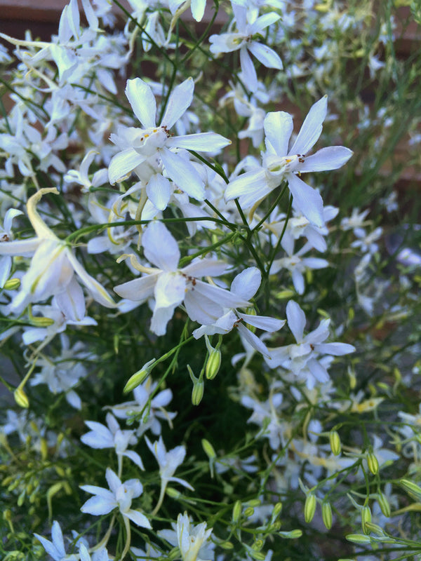 Larkspur, 'White Cloud'