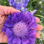 Load image into Gallery viewer, Scabiosa, &#39;Fama Deep Blue&#39;
