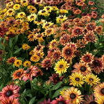 Load image into Gallery viewer, Rudbeckia, &#39;Sahara&#39;
