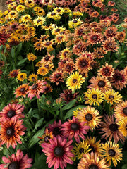 Load image into Gallery viewer, Rudbeckia, &#39;Sahara&#39;
