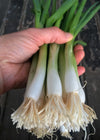 Scallion, 'Ishikura Long Winter'