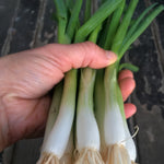 Load image into Gallery viewer, Scallion, &#39;Ishikura Long Winter&#39;

