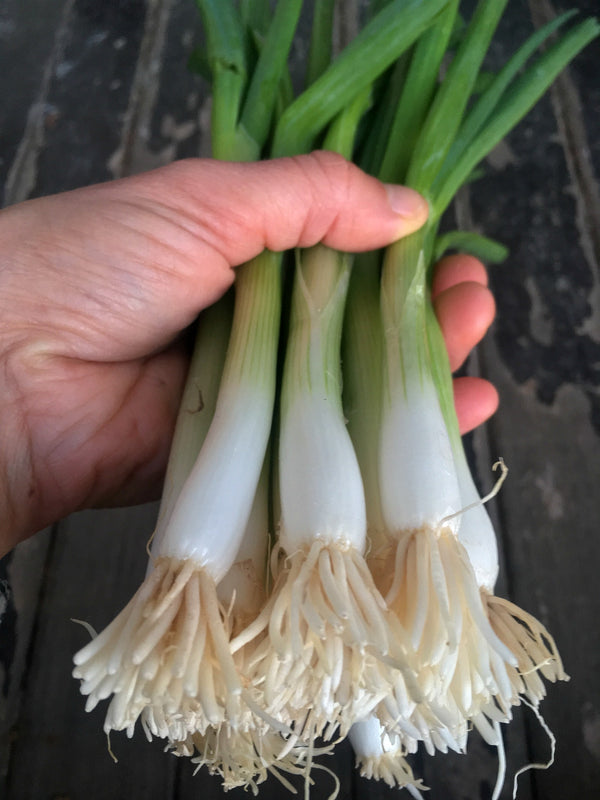 Scallion, 'Ishikura Long Winter'