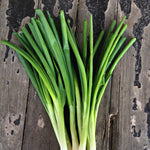 Load image into Gallery viewer, Scallion, &#39;Ishikura Long Winter&#39;
