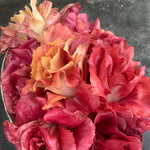 Load image into Gallery viewer, Radicchio, &#39;Rosa Isontina&#39;
