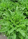 Lettuce, 'Italienischer'