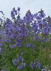 Jacobs Ladder, 'Blue Pearl'