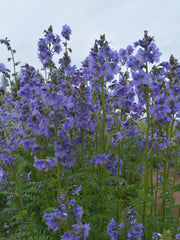 Load image into Gallery viewer, Jacobs Ladder, &#39;Blue Pearl&#39;
