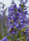 Jacobs Ladder, 'Blue Pearl'
