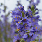 Load image into Gallery viewer, Jacobs Ladder, &#39;Blue Pearl&#39;
