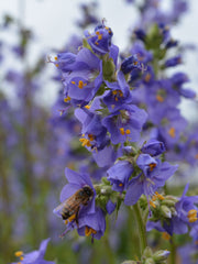 Load image into Gallery viewer, Jacobs Ladder, &#39;Blue Pearl&#39;
