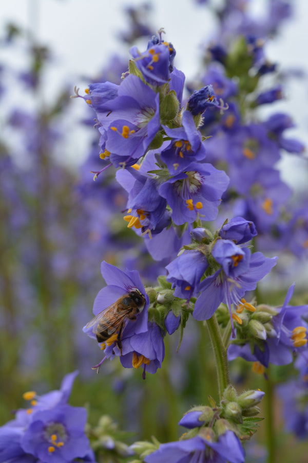 Jacobs Ladder, 'Blue Pearl'