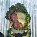 Load image into Gallery viewer, Cabbage, &#39;January King&#39;
