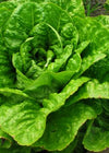 Lettuce, 'Jericho'