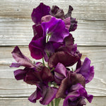 Load image into Gallery viewer, Sweet Pea, &#39;Just Jenny&#39;
