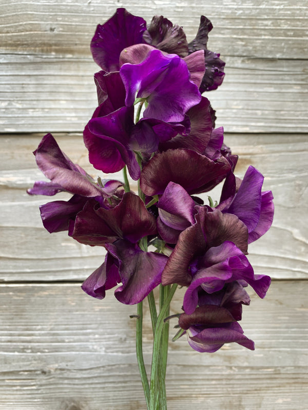 Sweet Pea, 'Just Jenny'