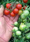 Tomato, 'Koralik'