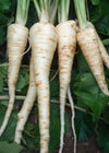 Parsnip, 'Schleswiger Schnee'