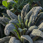 Load image into Gallery viewer, Kale, &#39;Lapo&#39; (Lacinato, Nero di Toscana)
