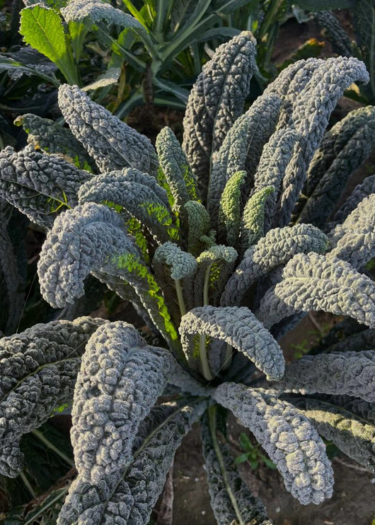 Kale, 'Lapo' (Lacinato, Nero di Toscana)