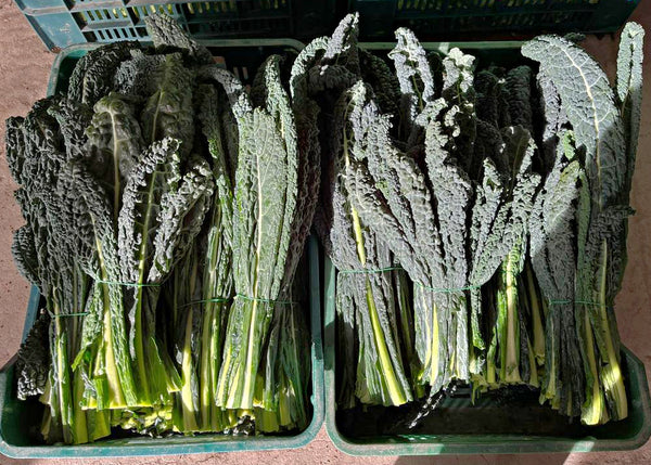 Kale, 'Lapo' (Nero di Toscana)