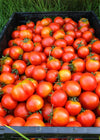Tomato, 'Latah'
