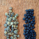 Load image into Gallery viewer, Lentil, &#39;Black&#39;
