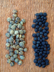 Load image into Gallery viewer, Lentil, &#39;Black&#39;
