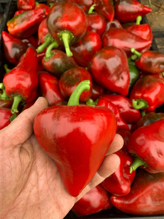 Sweet Pepper, 'Lesya'