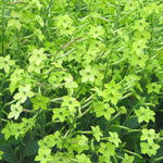 Load image into Gallery viewer, Nicotiana, 'Lime Green'
