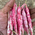 Load image into Gallery viewer, Bean, Bush Dry, &#39;Lina Sisco&#39;s Bird Egg&#39;
