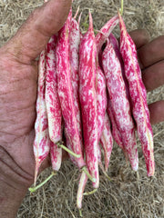 Load image into Gallery viewer, Bean, Bush Dry, &#39;Lina Sisco&#39;s Bird Egg&#39;
