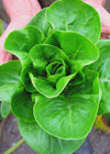 Lettuce, 'Little Gem'