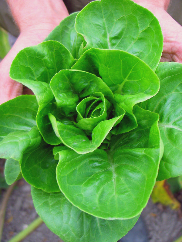 Lettuce, 'Little Gem'