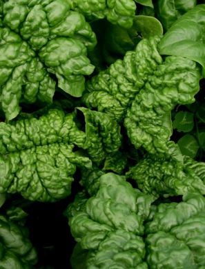 Spinach, 'Winter Bloomsdale'