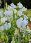 Sweet Pea, 'Lunar Blue'