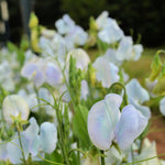 Load image into Gallery viewer, Sweet Pea, &#39;Lunar Blue&#39;
