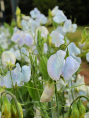 Load image into Gallery viewer, Sweet Pea, &#39;Lunar Blue&#39;

