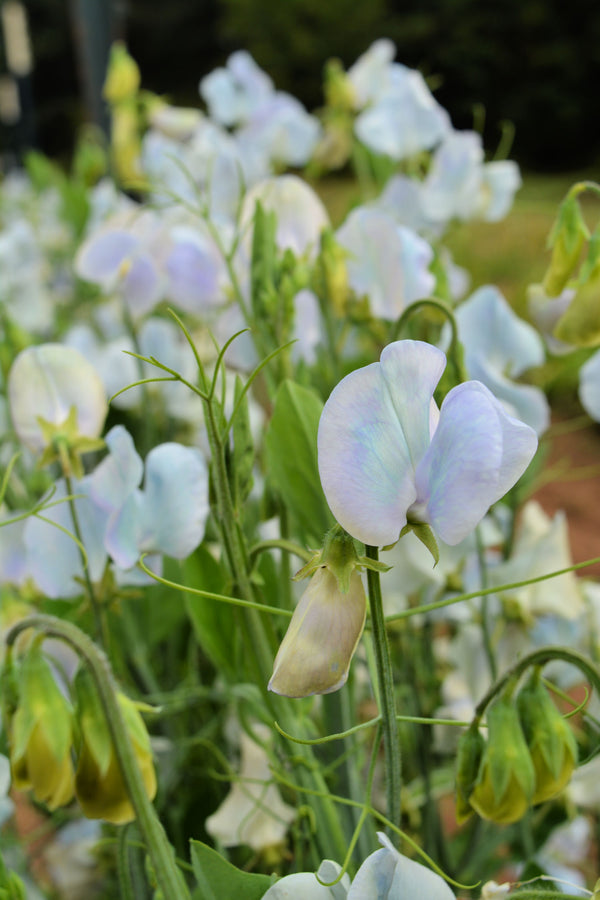 Sweet Pea, 'Lunar Blue'